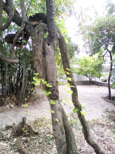IMG0086A.jpg