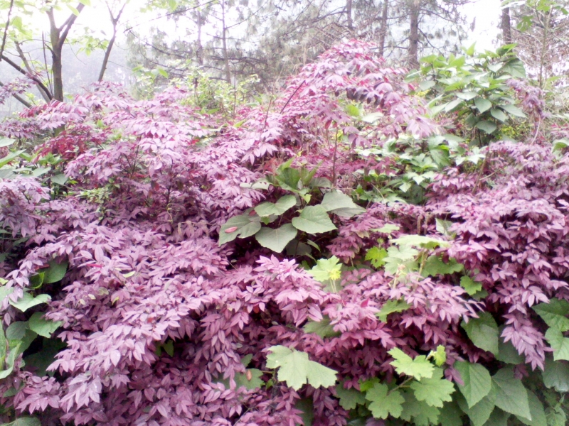 IMG0051A.jpg