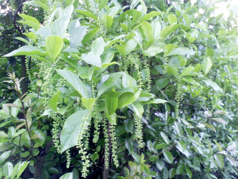 IMG0061A.jpg