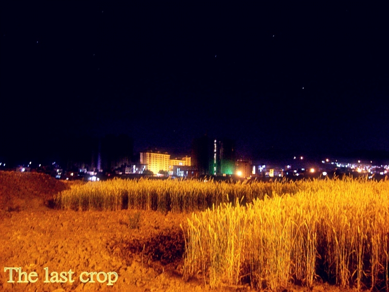 CIMG6716_conew1.jpg