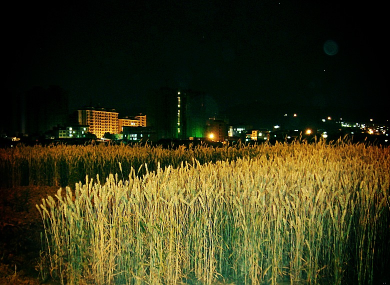 CIMG6747_conew1.jpg