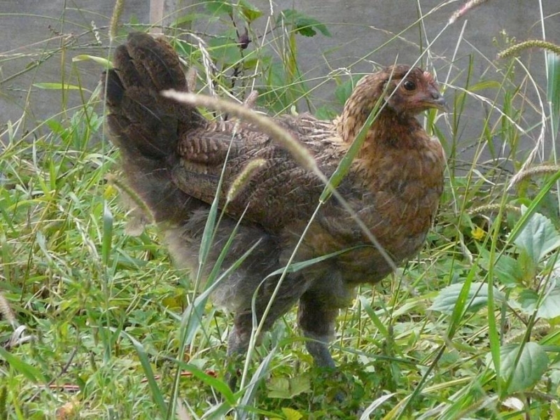 ĸ05.jpg