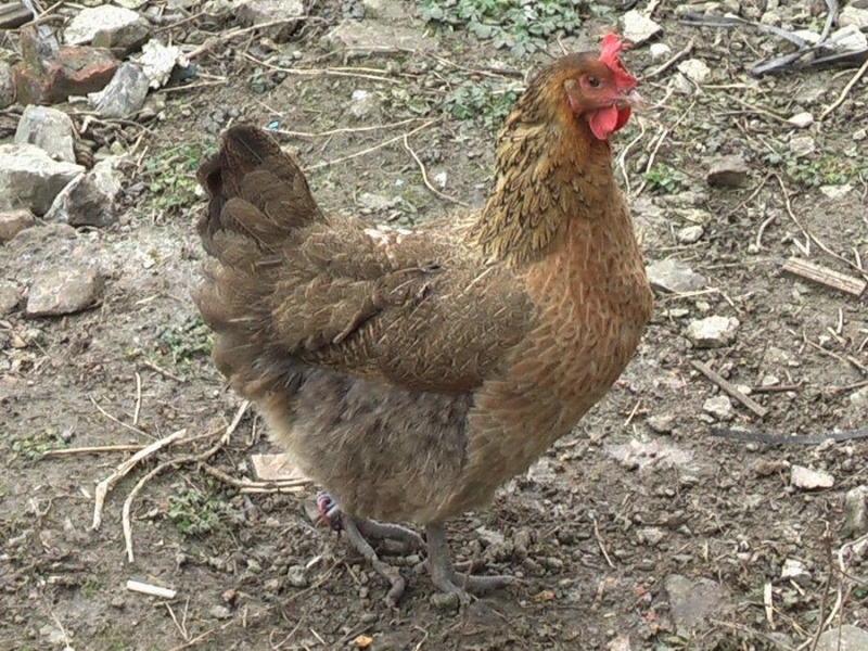 ĸ10.jpg