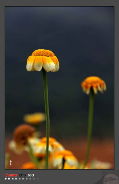20110524-04.jpg