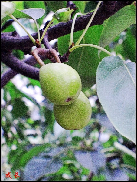 CIMG8663_conew1.jpg