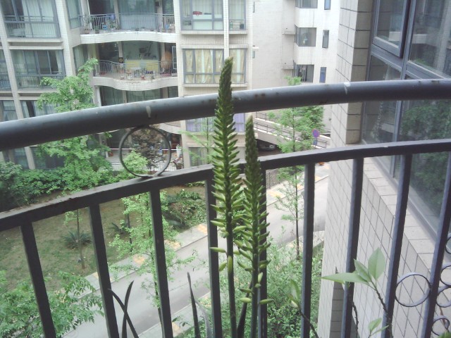IMG20110423_095808.jpg