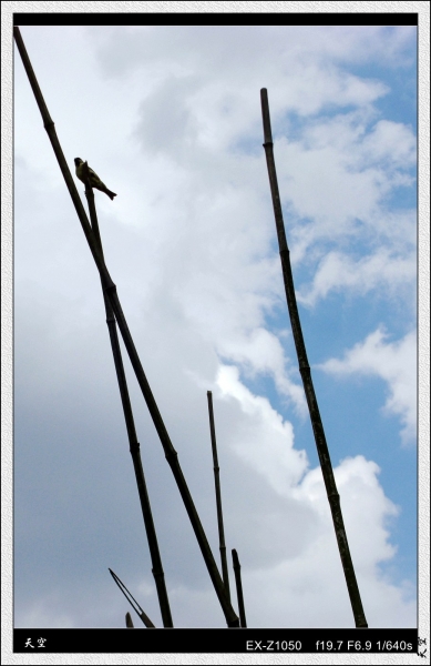 CIMG8817_conew1.jpg