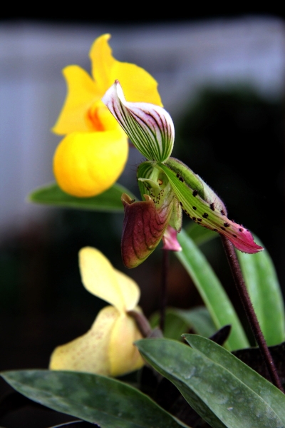 DPP_11063008.JPG