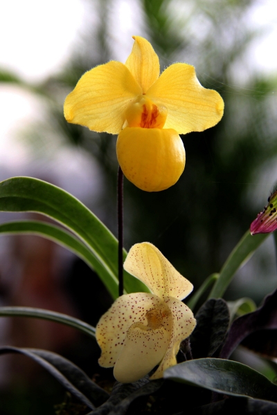 DPP_11063009.JPG