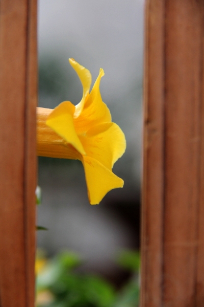 DPP_11063016.JPG