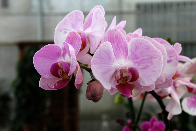 DPP_11063019.JPG