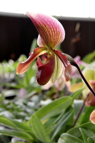 DPP_11063020.JPG