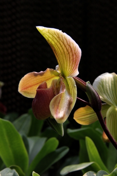 DPP_11063024.JPG