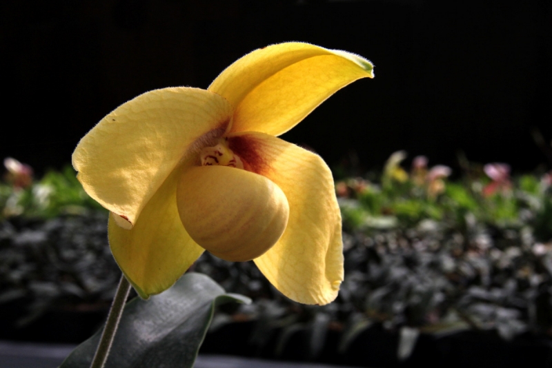 DPP_11063027.JPG