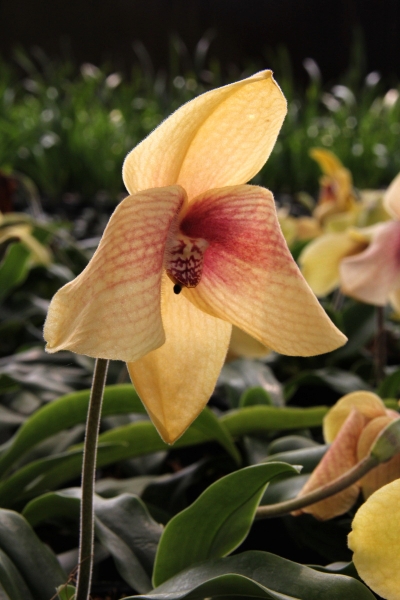 DPP_11063031.JPG
