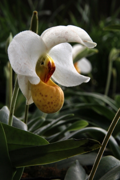 DPP_11063033.JPG