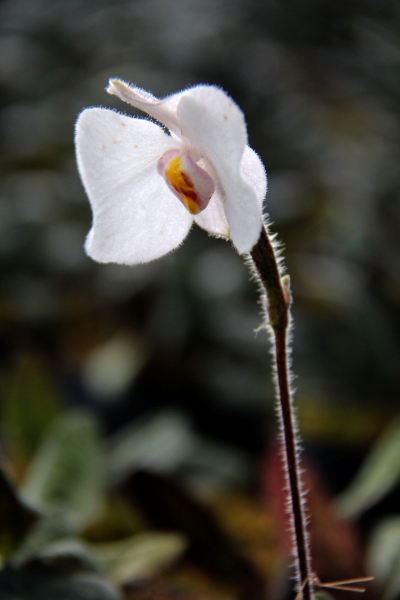 DPP_11063036.JPG