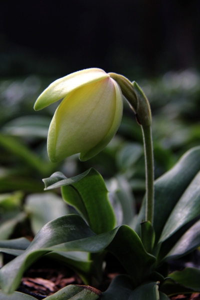 DPP_11063050.JPG