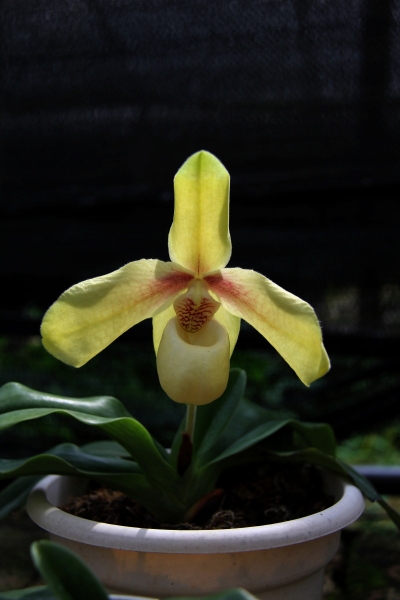 DPP_11063051.JPG