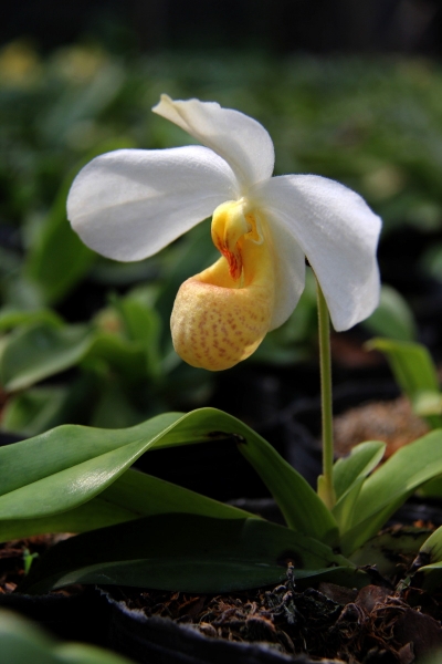 DPP_11063052.JPG