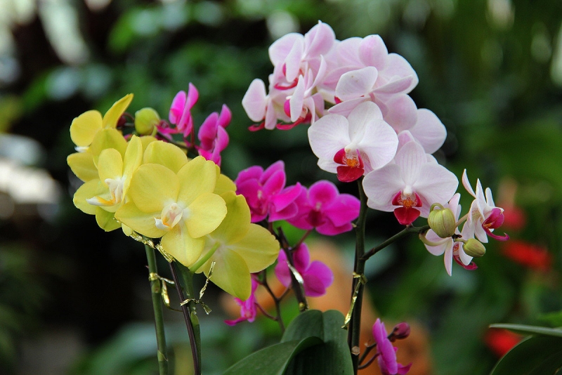 DPP_11063053.JPG