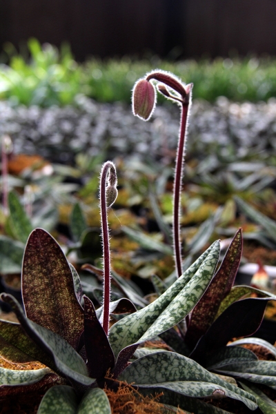 DPP_11063029.JPG
