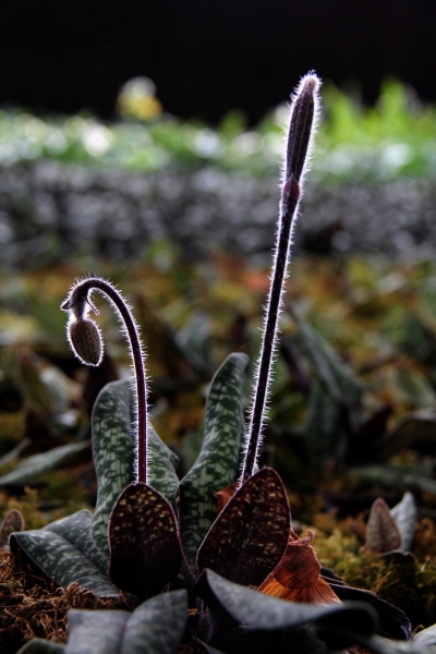 DPP_11063041.JPG