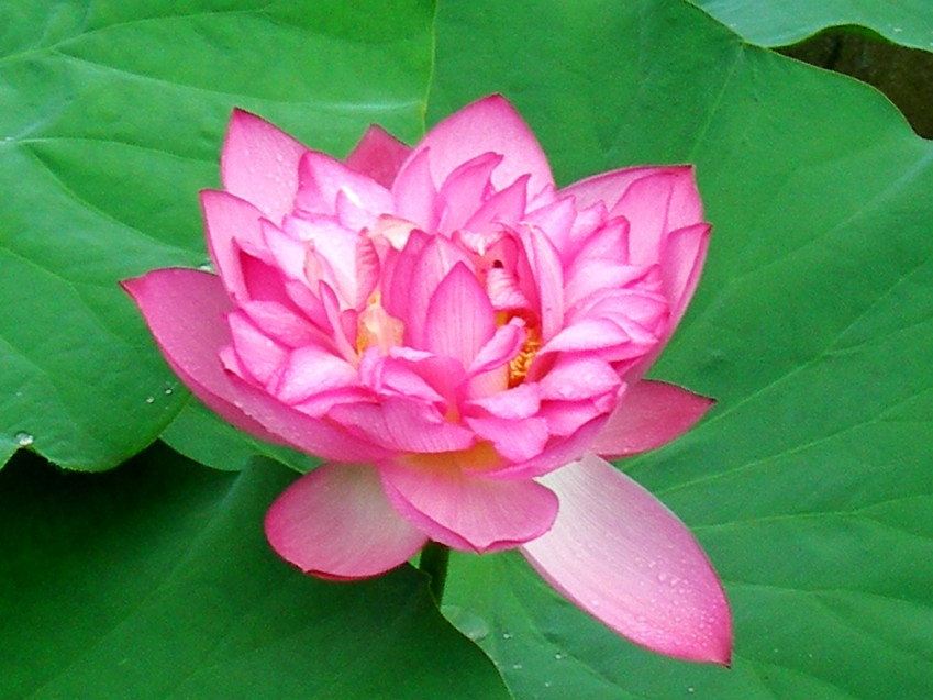 DSCN8855_conew1.jpg