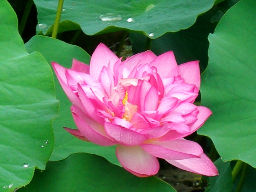 DSCN8856_conew1.jpg