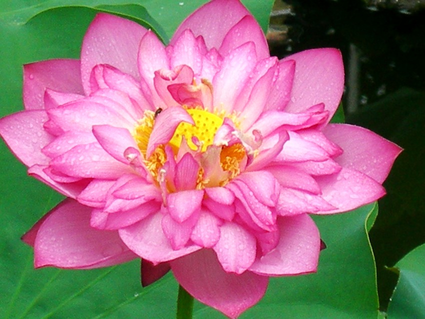 DSCN8858_conew1.jpg