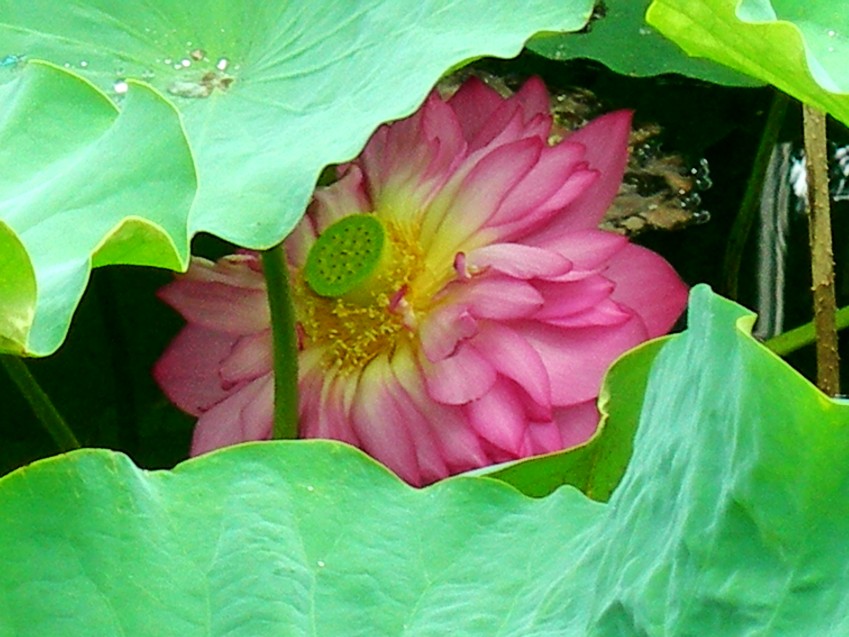 DSCN8860_conew1.jpg
