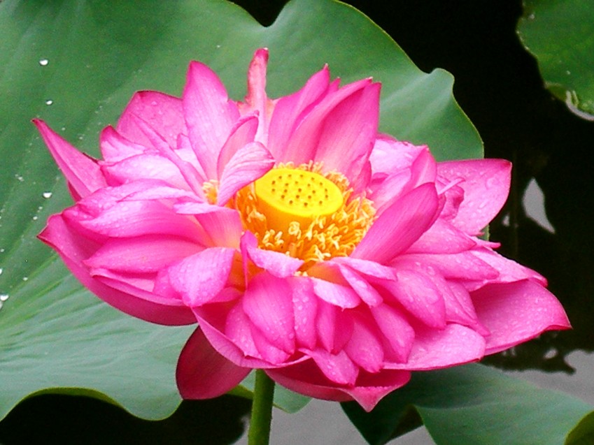 DSCN8862_conew1.jpg