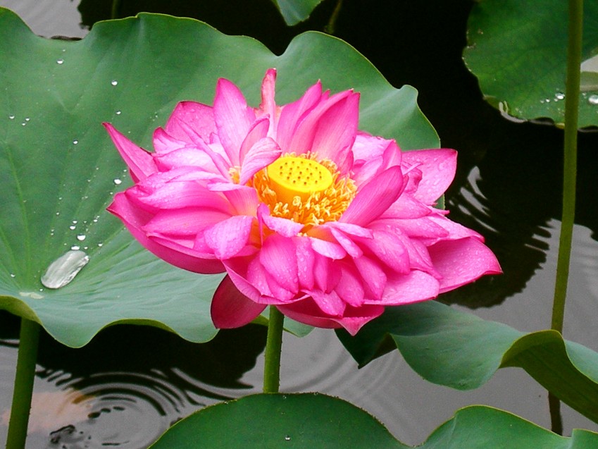 DSCN8863_conew1.jpg