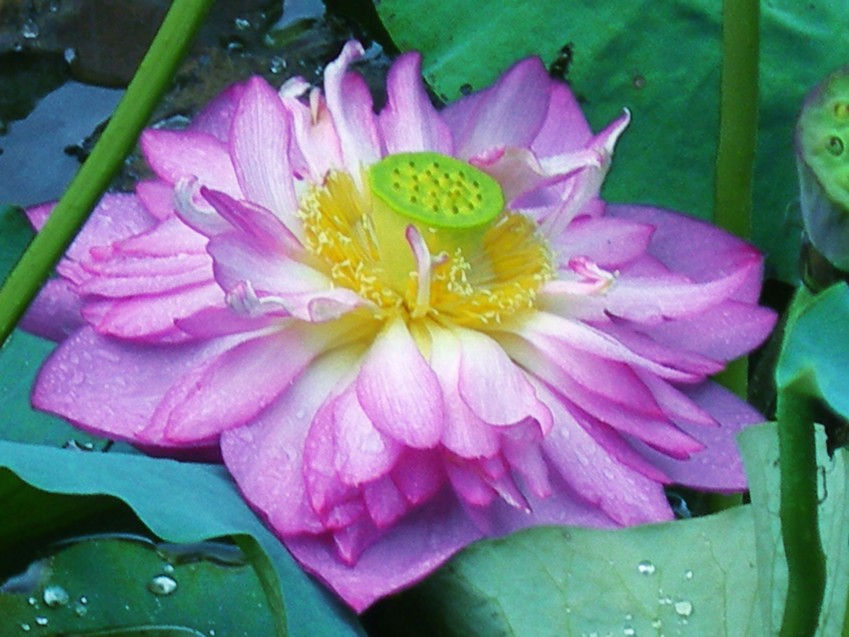 DSCN8864_conew1.jpg