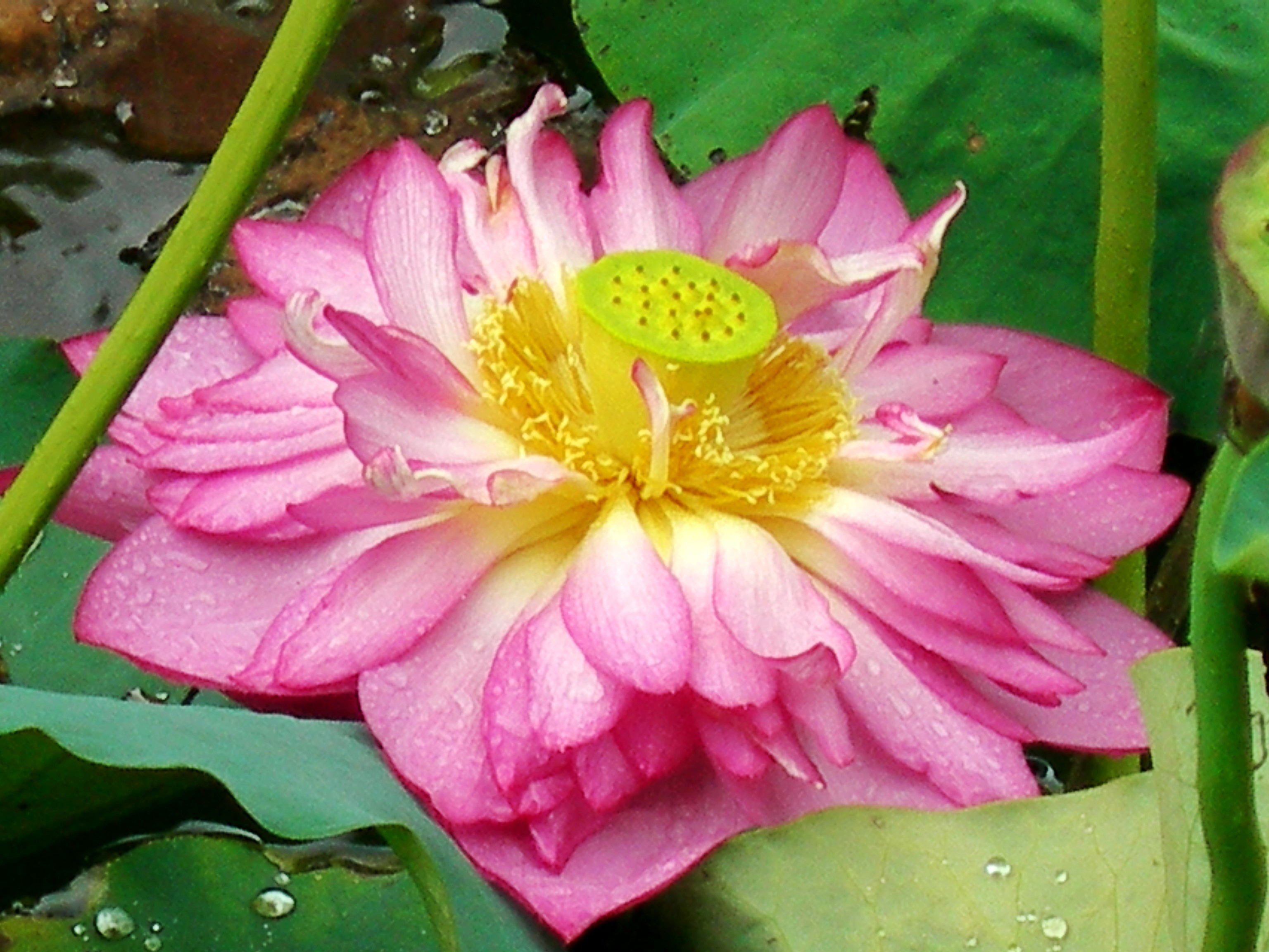 DSCN8865_conew1.jpg