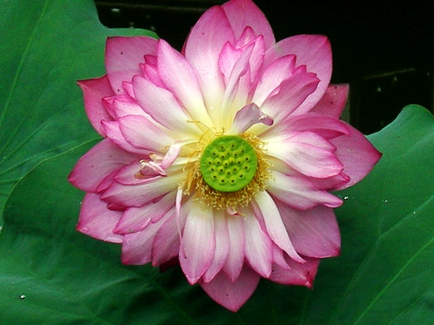 DSCN8896_conew1.jpg