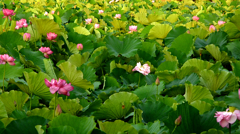 DSCF6339.JPG