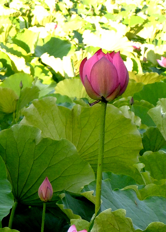 DSCF6352.JPG