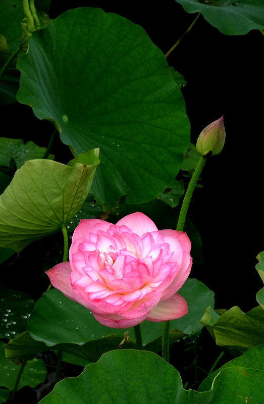 DSCF6439.JPG