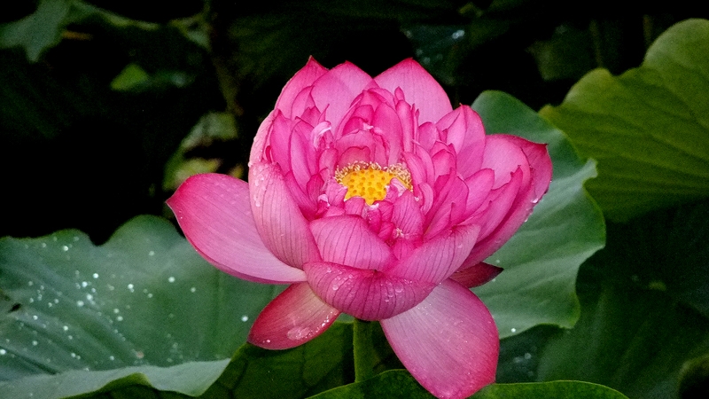 DSCF6279.JPG