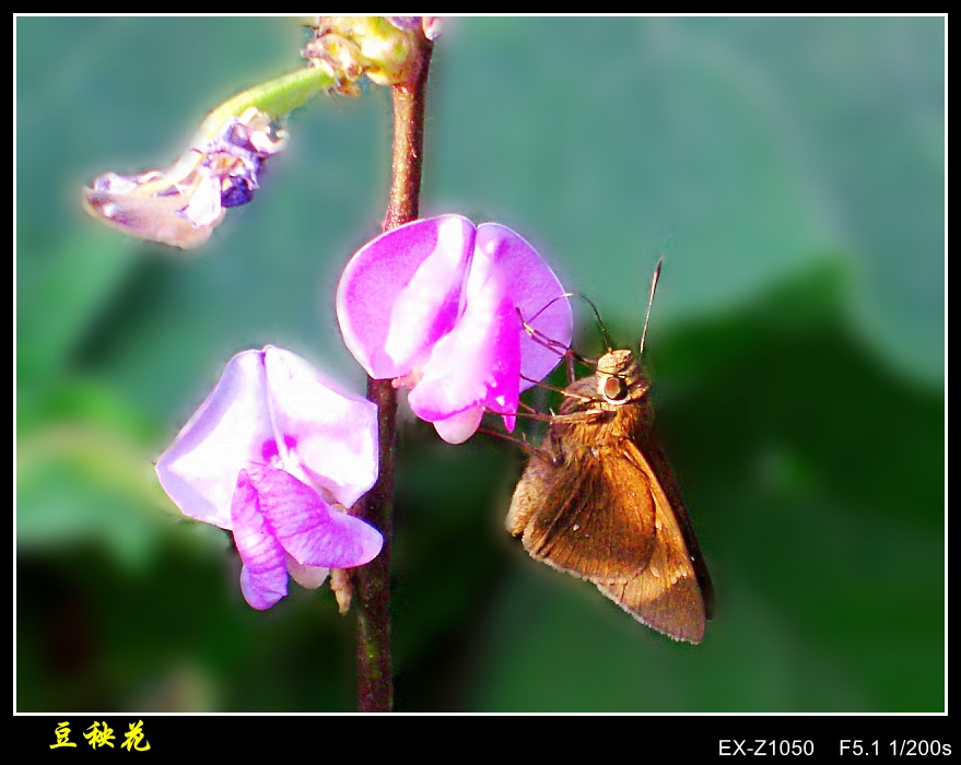 CIMG0919_conew1.jpg
