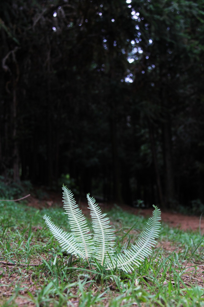 DPP_11071016.JPG
