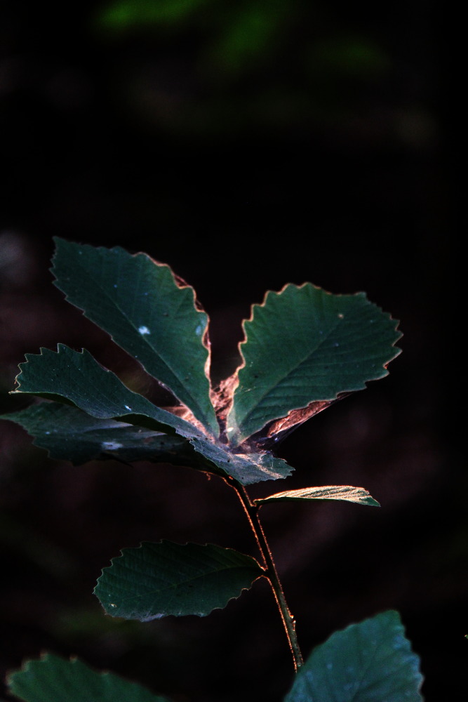 DPP_11071019.JPG
