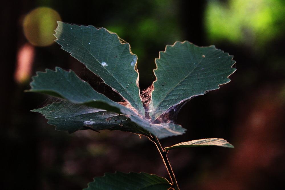 DPP_11071020.JPG