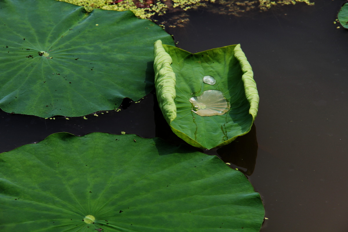 DPP_11071904.JPG