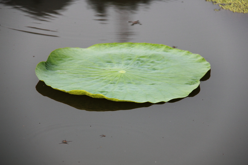 DPP_11072023.JPG
