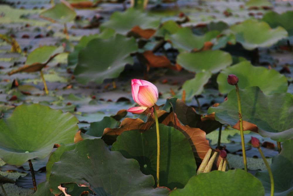 DPP_11072007.JPG