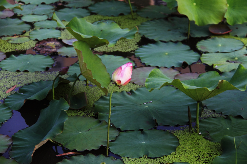 DPP_11072009.JPG