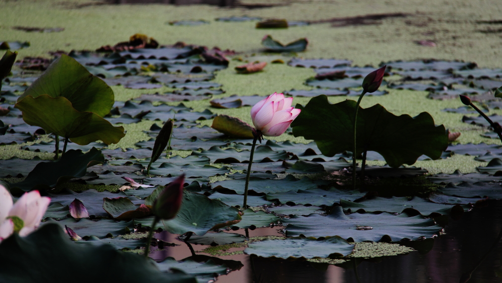 DPP_11072012.JPG