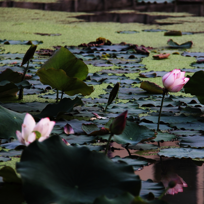 DPP_11072014.JPG